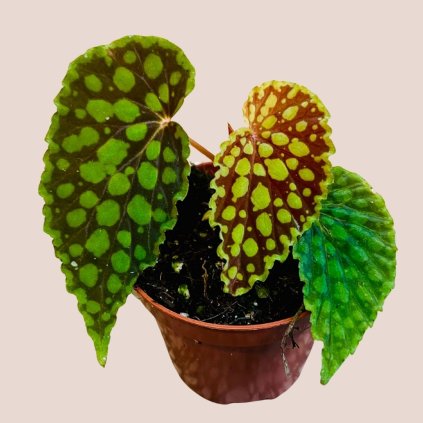 Begonia chlorosticta