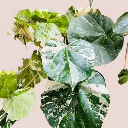 Hibiscus tiliaceus variegata XXL