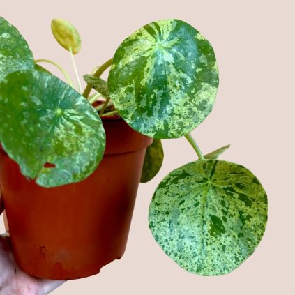 Pilea peperomioides Mojito