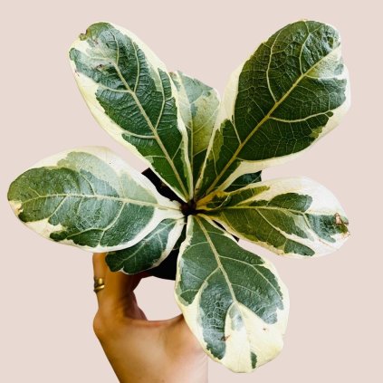 Ficus lyrata variegata