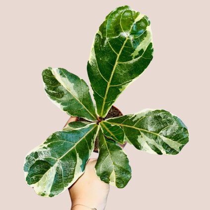 Ficus lyrata variegata