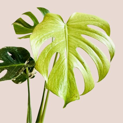 Monstera deliciosa Mint variegata veľká