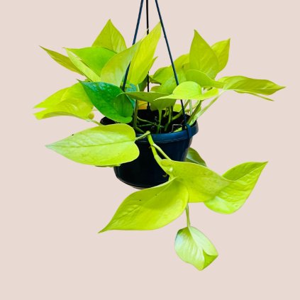 Epipremnum aureum neon veľké