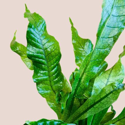 Microsorum musifolium Crocodyllus