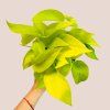 Epipremnum aureum neon