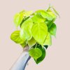 Philodendron Lime