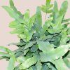 Phlebodium aureum Blue Star