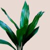 Aspidistra elatior