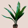 Aspidistra elatior
