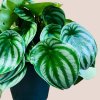 Peperomia argyreia "Watermelon" veľká