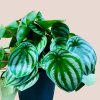 Peperomia argyreia "Watermelon" veľká