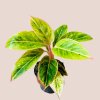 Aglaonema Salmon Fantasy