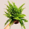 Nephrolepis exaltata