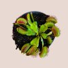 Dionaea muscipula