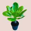 Brighamia insignis