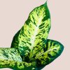 Dieffenbachia Sublime
