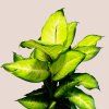 Dieffenbachia Summer Style
