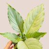 Spathiphyllum Blue Ice