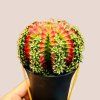 Gymnocalycium mihanovichii Japan
