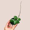 Hoya Mathilde Splash