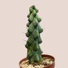 Myrtillocactus geometrizans Fukurokuryuzinboku