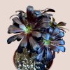 Aeonium nigrum