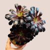 Aeonium arboreum Nigrum