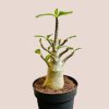Adenium "Ansu Baobab"