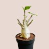 Adenium "Ansu Baobab"