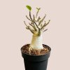 Adenium "Ansu Baobab"