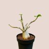Adenium "Ansu Baobab"