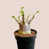 Adenium "Ansu Baobab"