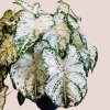 Caladium XL