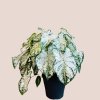 Caladium XL