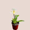 Paphiopedilum - črievičkovec