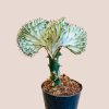 Euphorbia lactea Cristata