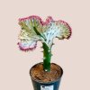 Euphorbia lactea Cristata