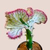 Euphorbia lactea Cristata