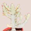 Euphorbia lactea White Ghost
