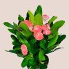 Euphorbia Milii Alexandra