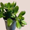 Crassula ovata - tučnolist