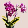 Phalaenopsis Hornglin Vicky variegata