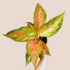 Aglaonema Eyecatcher