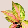 Aglaonema Eyecatcher