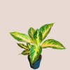 Aglaonema Eyecatcher
