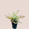 Aglaonema Buttercup Pink