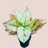 Aglaonema Buttercup Pink