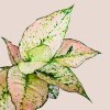 Aglaonema Buttercup Pink