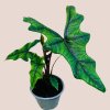 Alocasia tandurusa Jacklyn