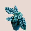 Alocasia Silver Dragon